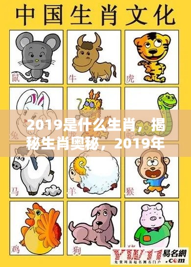 揭秘生肖奥秘,2019年属什么生肖?猪的生肖年解读。