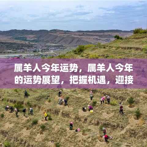 属羊人今年运势展望,把握机遇,迎接挑战