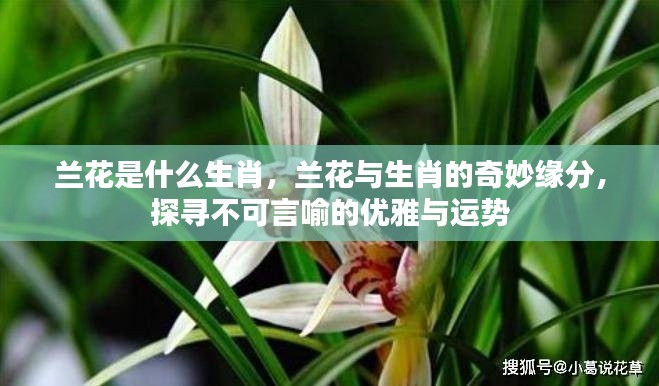 兰花与生肖的奇妙缘分,优雅与运势的探寻之旅