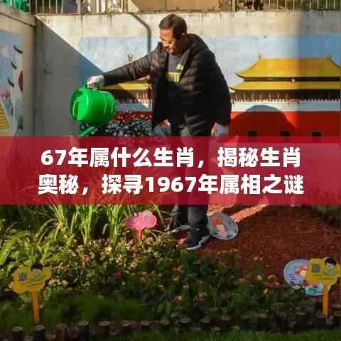 揭秘生肖奥秘,探寻1967年属相之谜——属羊?