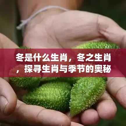 冬之生肖揭秘,生肖与季节的奥秘交织探寻