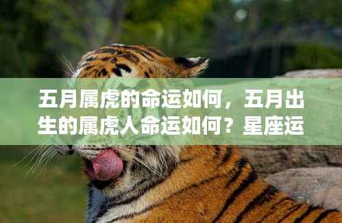 五月出生的属虎人命运深度解析,星座运势与命运探讨