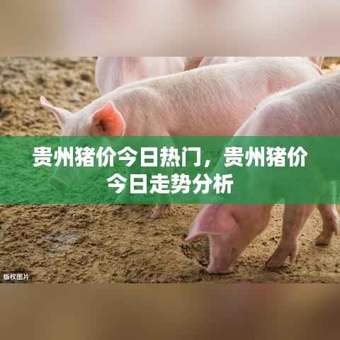 贵州猪价今日动态,走势分析与热门关注