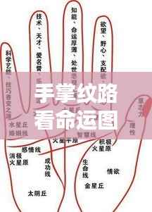 手掌纹路命运图解，揭秘命运奥秘的探秘之旅