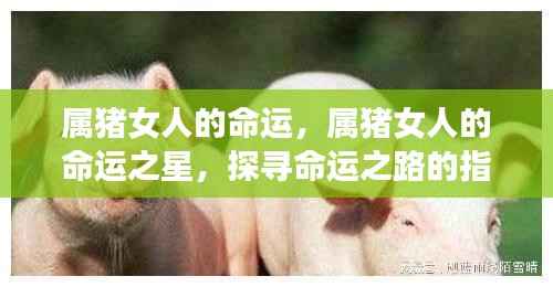 属猪女人的命运探索,指引之星的奥秘与命运之路的探寻