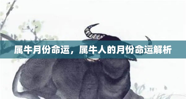 属牛人的月份命运解析,揭示不同月份的命运走向