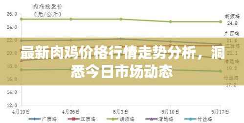最新肉鸡价格行情走势分析,洞悉今日市场动态
