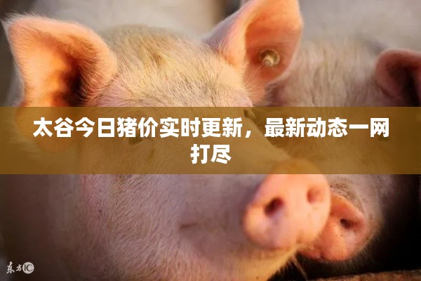 太谷今日猪价实时更新,最新动态一网打尽