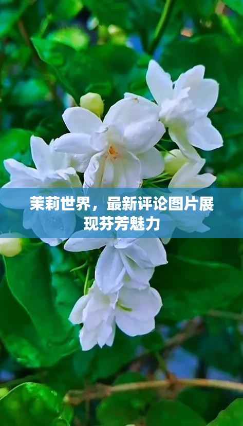 茉莉世界,最新评论图片展现芬芳魅力