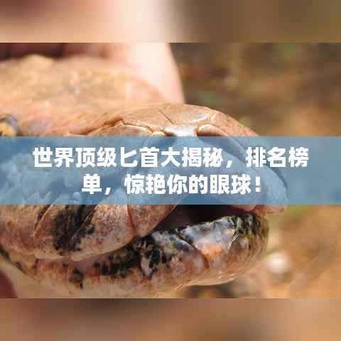 世界顶级匕首大揭秘,排名榜单,惊艳你的眼球!